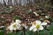 43 Ellebori in fiore coloratissimi